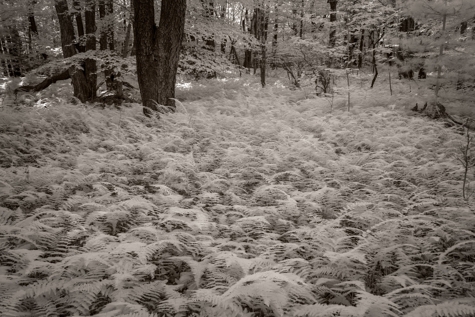 Fern Forest