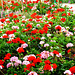 FR - Giverny - Garten von Claude Monet