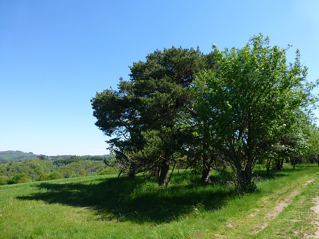 DE - Virneburg - Auf dem Traumpfad Virneburgweg