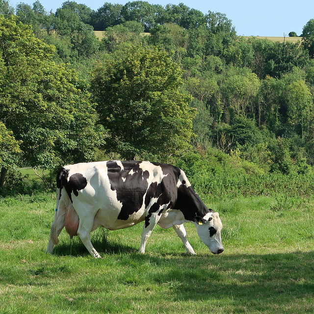 An Cow