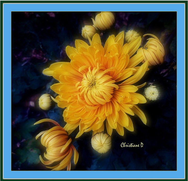 Chrysanthème - Peace and Freedom for Ukraine