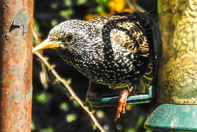 20220509 0842CPw [D~LIP] Star (Sturnus vulgaris), Bad Salzuflen