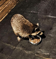 MAMA  RACOON