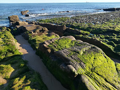 Tejo