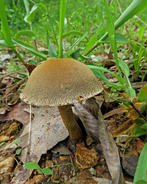 Brown Mushroom