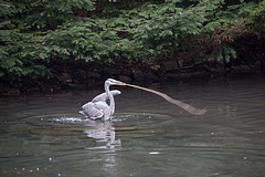 20160303 0209VRAw [D~BI] Graureiher (Ardea cinerea), Tierpark Olderdissen, Bielefeld