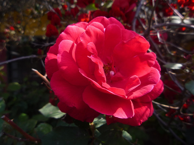 Rosa roja de lado