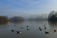 Petit matin en Bord de Loire.