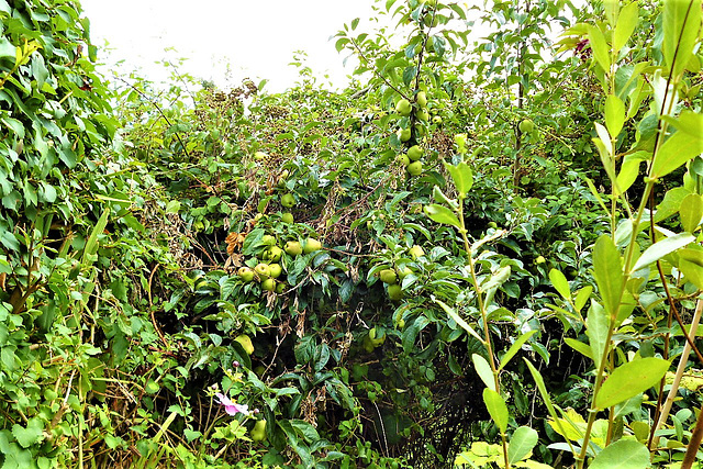 The apple tree has blackberries growing on it too!!