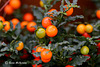 Winter Berries