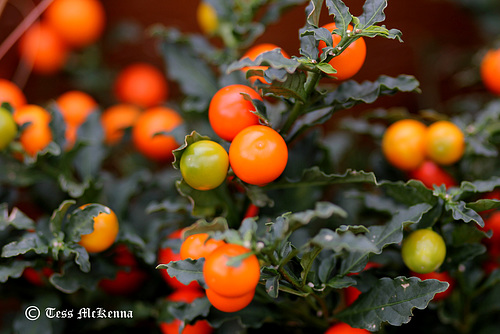 Winter Berries