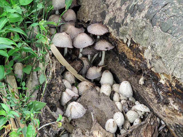 Day 7, fungi, Estero Llano Grande SP