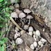 Day 7, fungi, Estero Llano Grande SP
