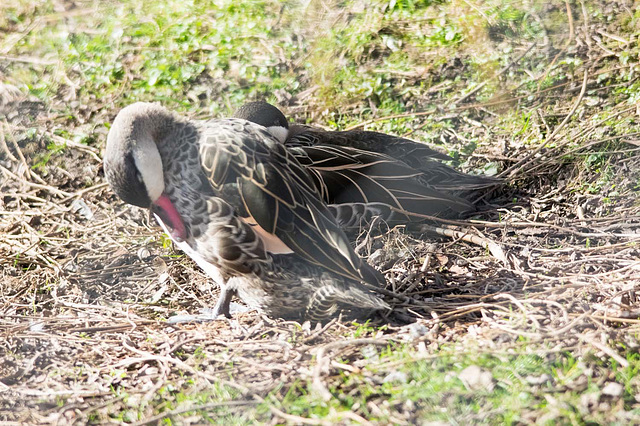 Preening duck