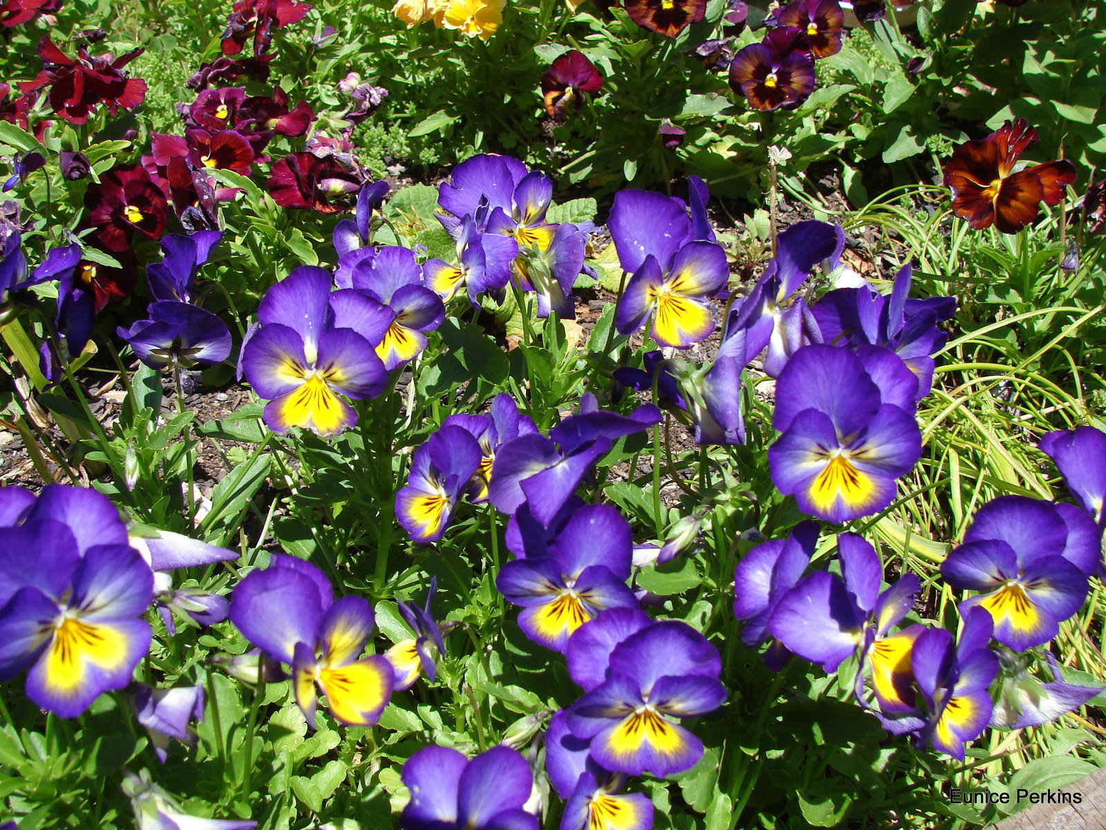 Purple Pansies.`