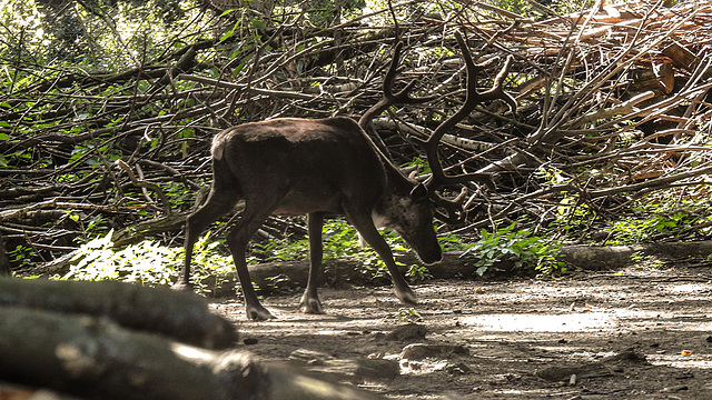 20190822 5496CPw [D~H] Rentier (Rangifer tarandus) [Ren], Wisentgehege, Springe