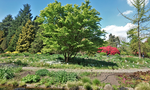 Im Loki Schmidt-Garten