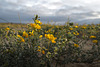 Lotus creticus, Cornichão-das-areias