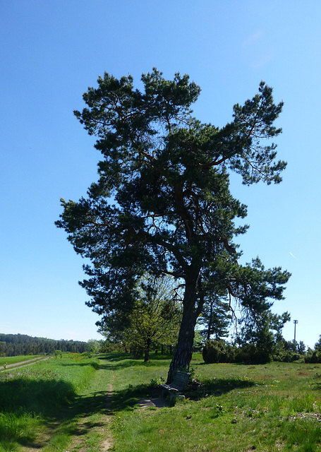 DE - Virneburg - Auf dem Traumpfad Virneburgweg