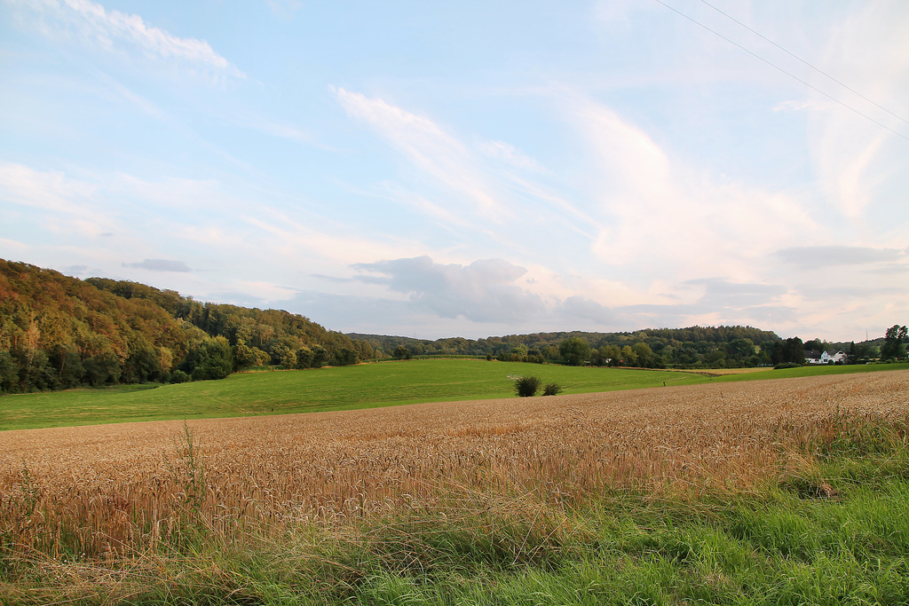 Felder am Sprockhöveler Bach (Sprockhövel-Bossel) / 29.07.2021