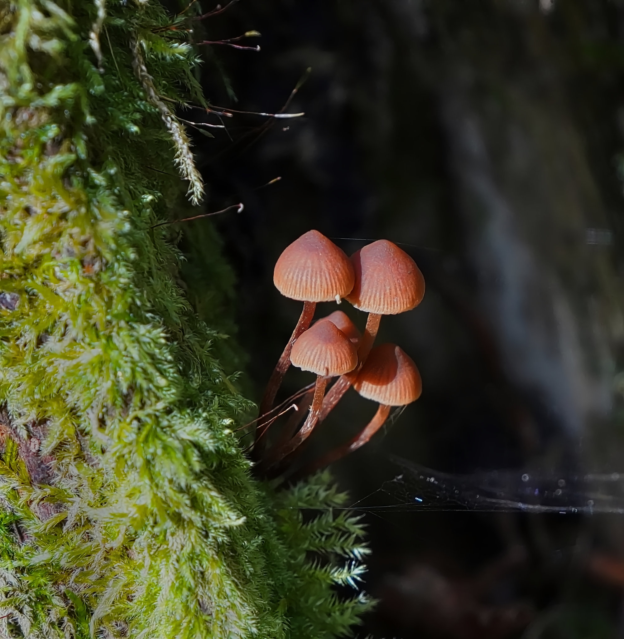 Pilzsaison Finale - Mushroom Season Finale