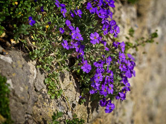 Flowers on a Wall (+ PiP)