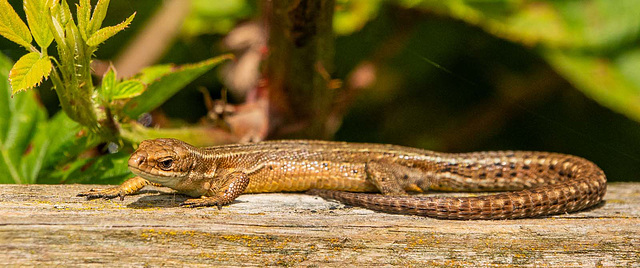 Common lizard