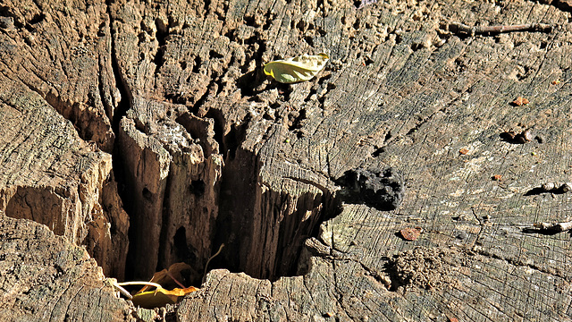 Happy Tree Stump Tuesday!