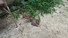 Trois chatons  malaisiens très mignons !