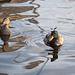 duck pair in profile