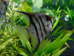 Aquarium de Damien (mon fils)**************