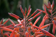 Aloe blosoms