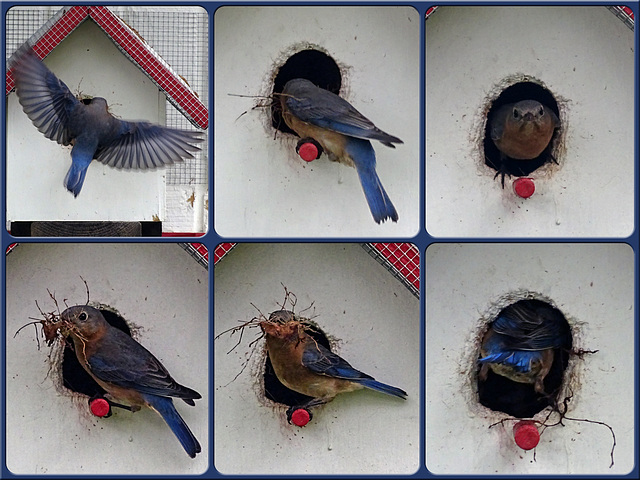 The Eastern Bluebirds are back !