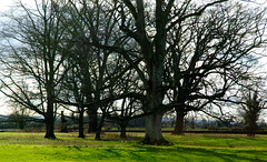 Trees in Winter