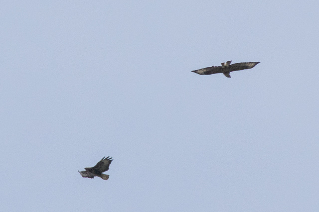 Two Buzzards ( record shot)