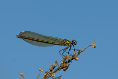 Western Demoiselle f (Calopteryx xanthostoma) DSB 1889