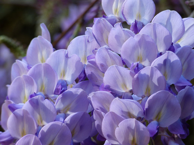 Flores celestes