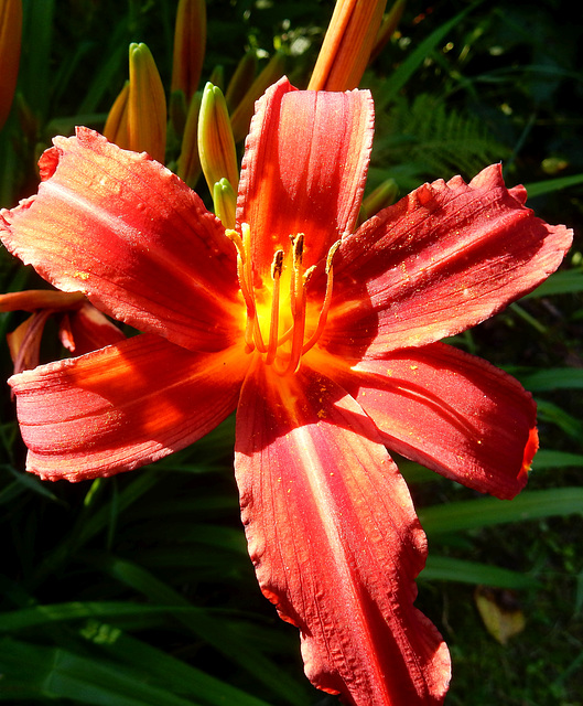 Hemerocallis - Taglilie