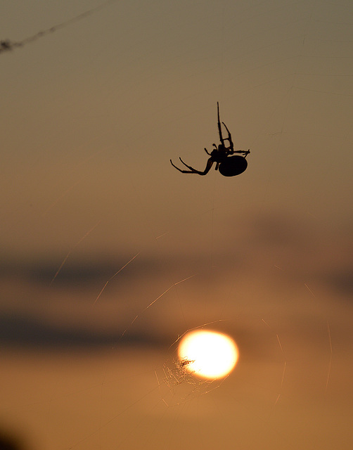 Arbeiterin vor Sonnenuntergang