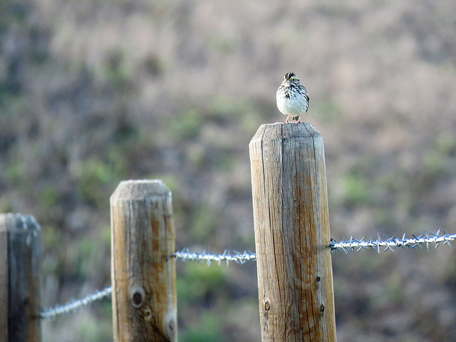 A Savannah Sparrow ... of course