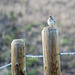 A Savannah Sparrow ... of course