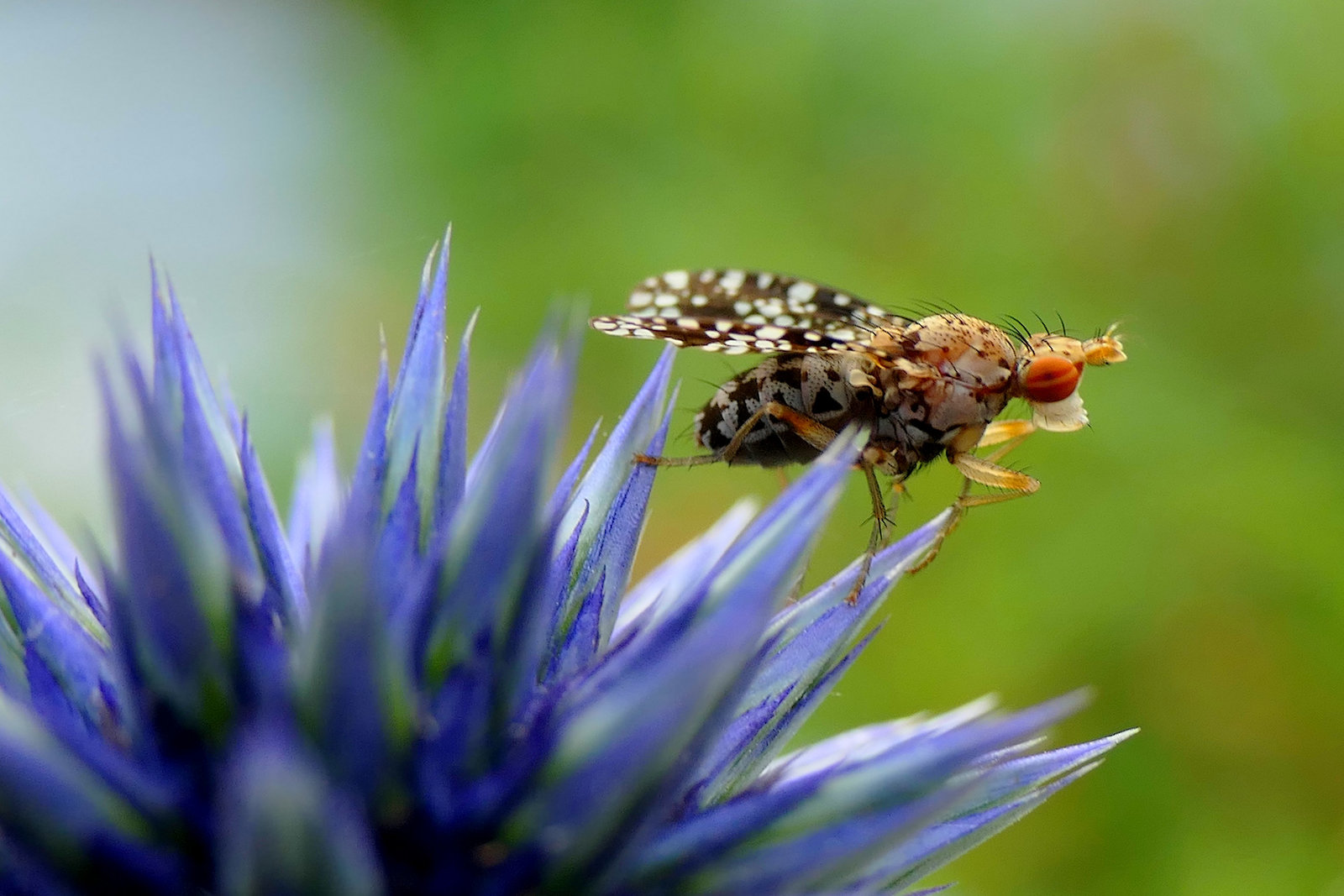 La mouche de la Bardane