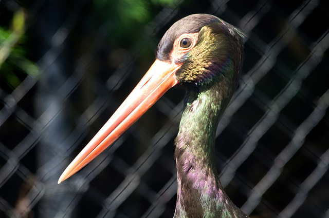 Preening