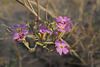 Malcolmia littorea, Goivinho-da-praia