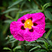 Cistus with Water Droplets