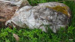 At the Frank Bruce Sculpture Trail, Feshie.