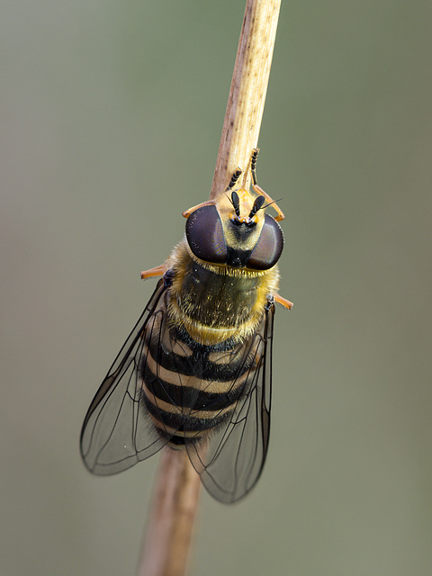 Ein frühe Schwebfliege