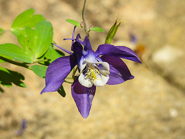 20220508 0840Pw [D~LIP] Akelei (Aquilegia), Bad Salzuflen