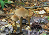 Brown Mushroom Trio