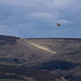 Is it a bird - is it plane ?